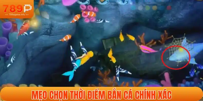 Các mẹo chọn thời điểm săn cá chuẩn