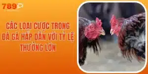Các Loại Cược Trong Đá Gà Hấp Dẫn Với Tỷ Lệ Thưởng Lớn