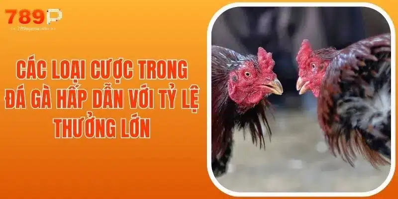 Các Loại Cược Trong Đá Gà Hấp Dẫn Với Tỷ Lệ Thưởng Lớn