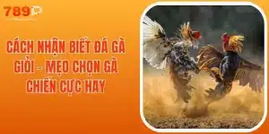 Cách Nhận Biết Gà Đá Giỏi - Mẹo Chọn Gà Chiến Cực Hay