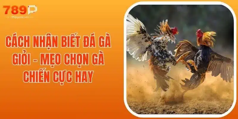 Cách Nhận Biết Gà Đá Giỏi - Mẹo Chọn Gà Chiến Cực Hay