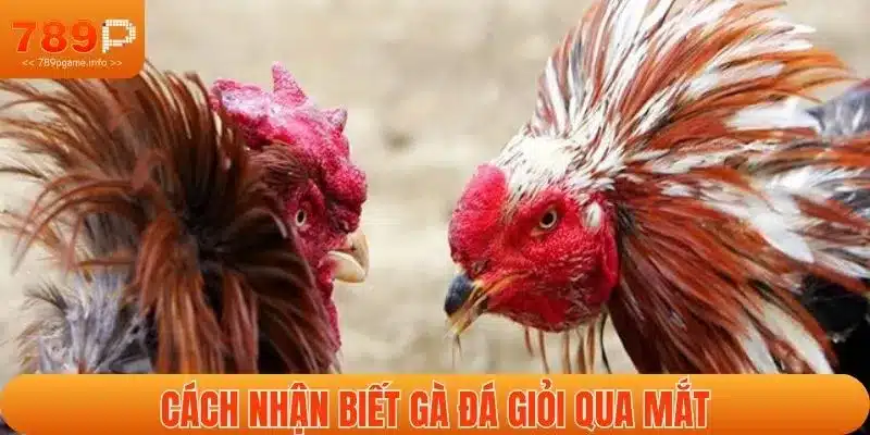Nhận biết gà chiến giỏi thông qua tướng mắt