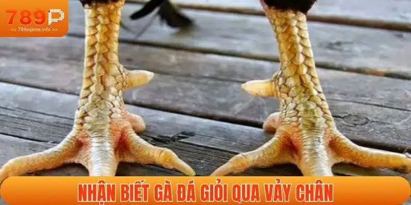 Cách nhận biết gà đá giỏi qua vảy chân