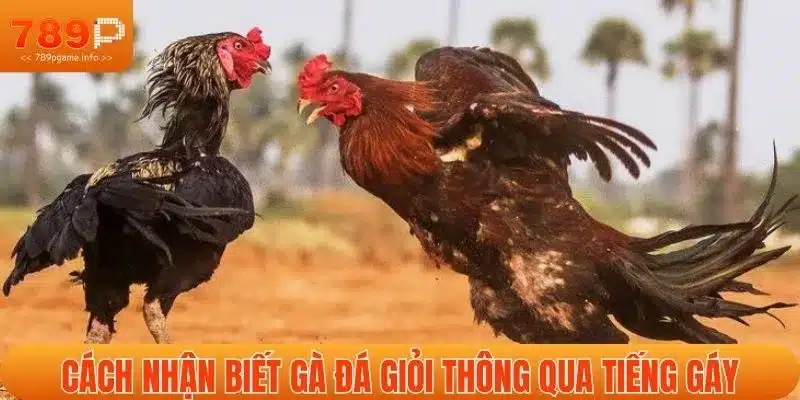 Cách nhận biết gà đá giỏi thông qua tiếng gáy