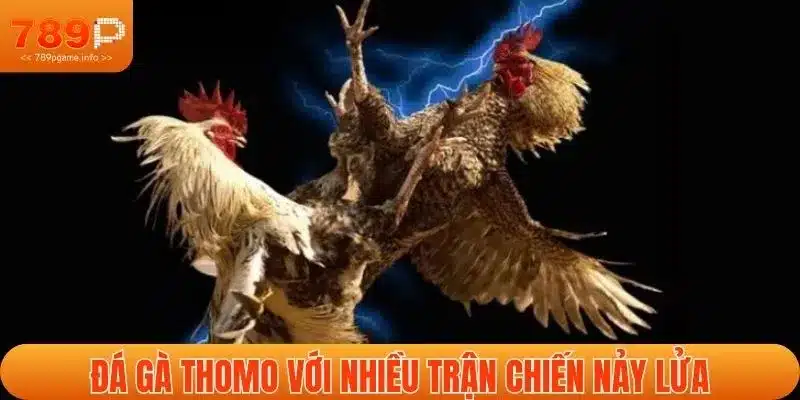 Đá gà Thomo với nhiều trận chiến nảy lửa