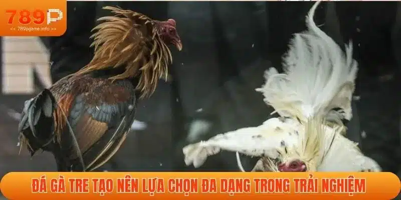 Đá gà tre tạo nên lựa chọn đa dạng trong trải nghiệm