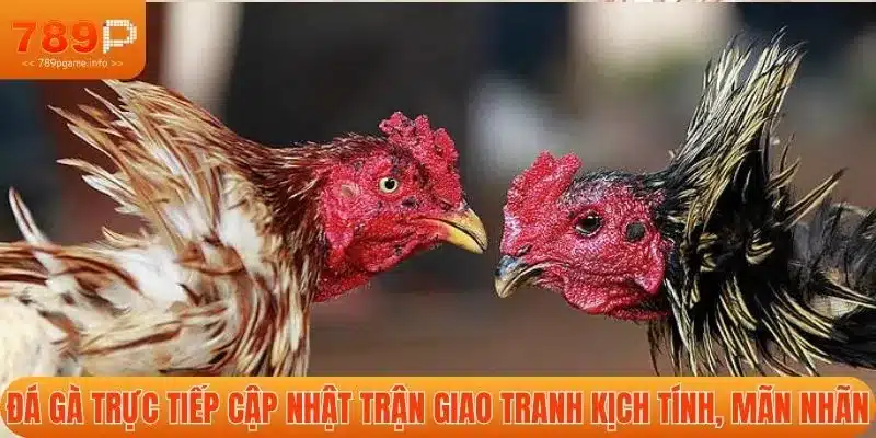 Đá gà cập nhật trận giao tranh kịch tính, mãn nhãn
