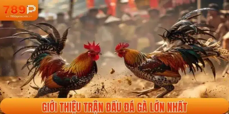 Giới thiệu trận đấu đá gà lớn nhất