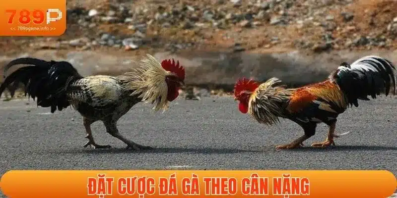 Thách đấu theo cân nặng - Các loại cược trong đá gà được yêu thích