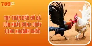 Top Trận Đấu Gà Lớn Nhất Bùng Cháy Từng Khoảnh Khắc