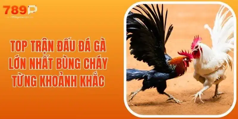 Top Trận Đấu Gà Lớn Nhất Bùng Cháy Từng Khoảnh Khắc