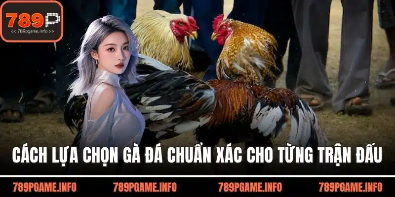 Cách lựa chọn gà đá
