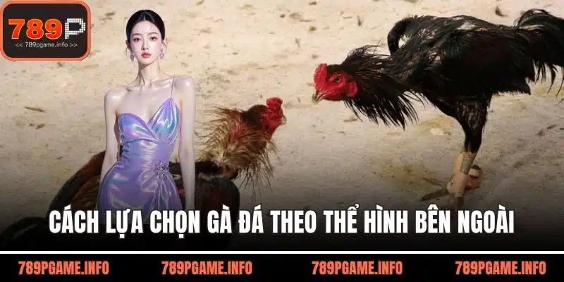 Cách lựa chọn gà đá theo thể hình bên ngoài