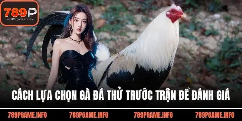 Cách lựa chọn gà đá thử trước trận để đánh giá