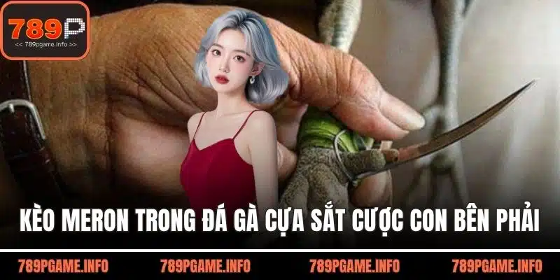 Kèo Meron trong đá gà cựa sắt đặt cược cho con bên phải