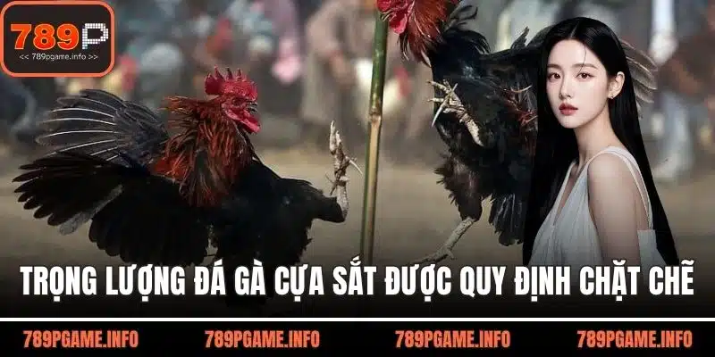 Trọng lượng đá gà cựa sắt được quy định chặt chẽ đảm bảo công bằng