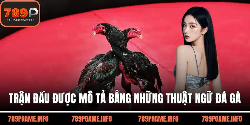 Trận đấu được mô tả bằng những thuật ngữ đá gà